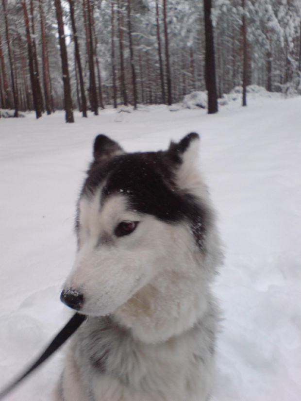 Gocha i spółka - do wyadoptowania w duecie #husky #adopcje