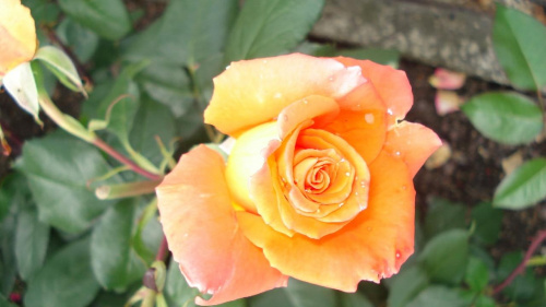 Herbaciana róza #Kwiaty