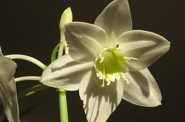 Eucharis #cebula #eucharis #kwiat