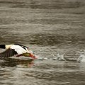 Na odrze kaczki a pod czatownią tylko sikorki #kaczka #zima #rzeka #odra #woda #passiv #airking