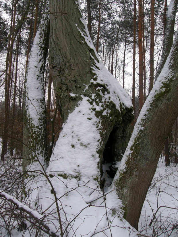 Bardzo sławna lipa, pod którą spoczywają skarby z czasów napoleońskich #Wędrownik #BoryTucholskie