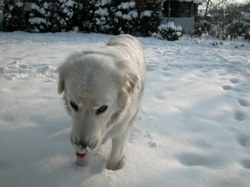 Wąchanie śniegu