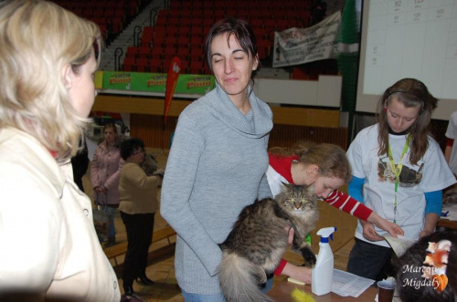 Wystawa Kotów Rasowych Olsztyn 16-17.01.2010