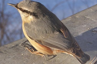 Kowalik na słoneczku. #ptaki #kowalik