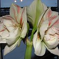 #hippeastrum