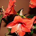 #hippeastrum