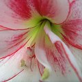 hippeastrum