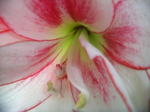 hippeastrum