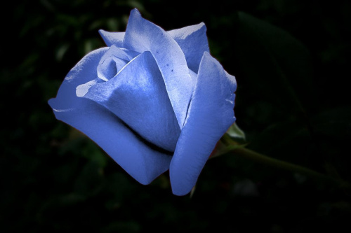 dla wszystkich kobiet na fotosiku.. tak bez okazji #NiebieskaRóża