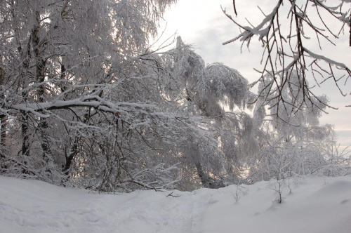 17.I.2010 Miękinia, piękna zima i gigantyczne mrozy.