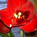 #hippeastrum #amarylis #kwiaty