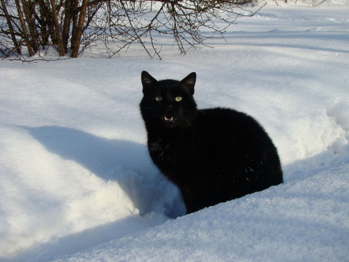 i co , że niby ja leśny ludek mam sie bac takiego czarnego kota jak ty? haha