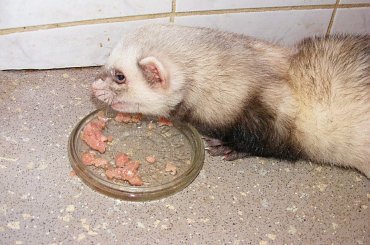 #fretka #Plastuś #DomTymczasowy #gościna