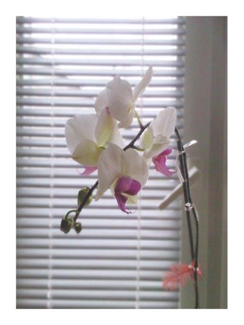 #orchidea