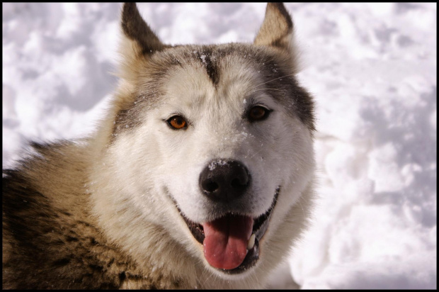 Uśmiech! #pies #zima #śnieg