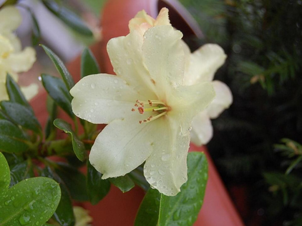 rododendron hybryda-żółty