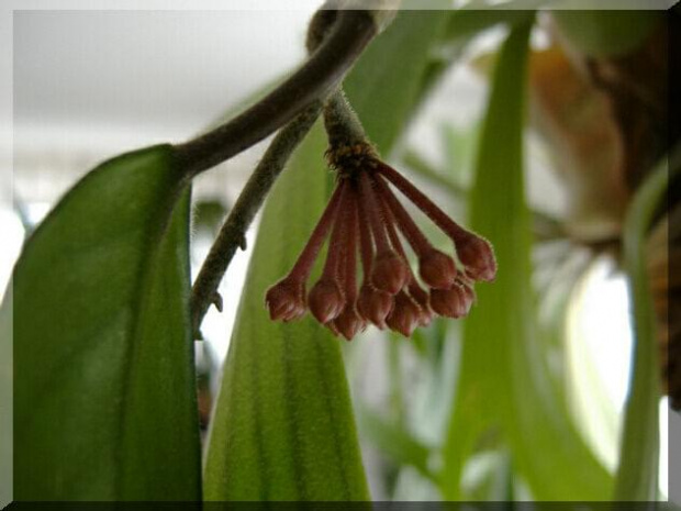 Hoya Carnosa