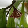 Hoya Carnosa