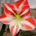 #hippeastrum #amarylis