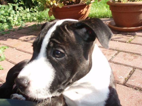 staffordshire bull terrier