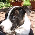 staffordshire bull terrier