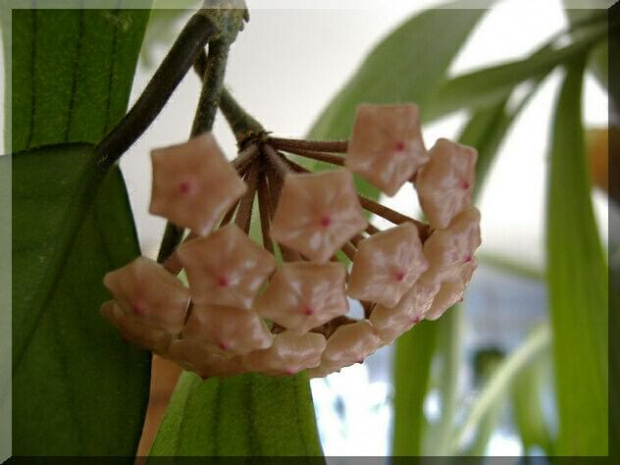 Hoya Carnosa