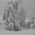 Śnieżne stwory_2 #Karkonosze #góry #zima #śnieg