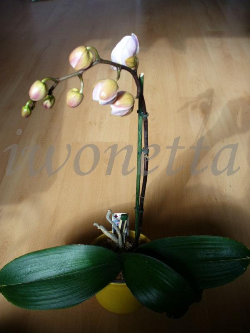 PHALENOPSIS