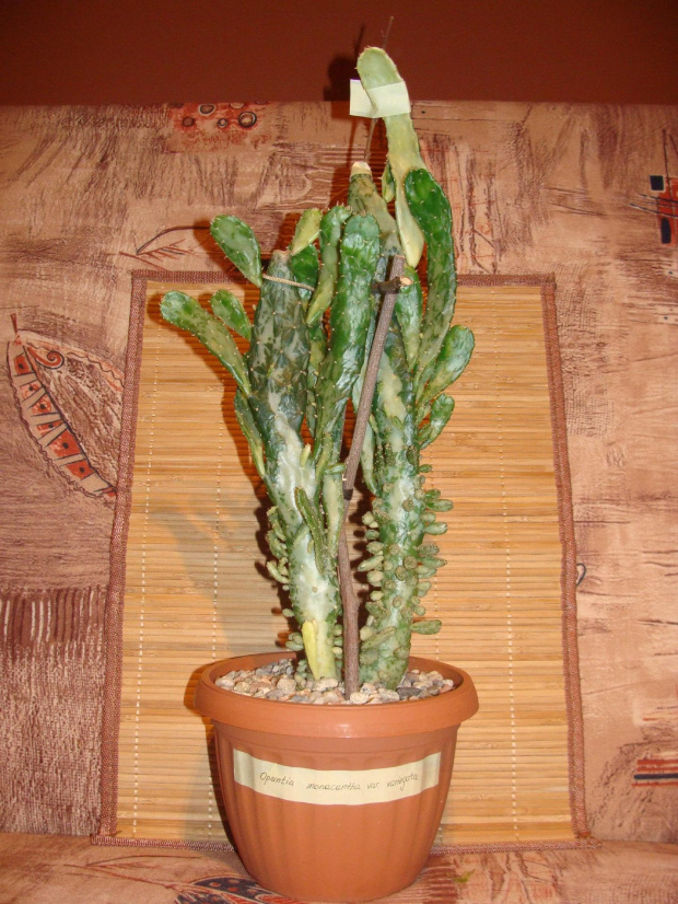 Opuntia monacantha var. variegata,