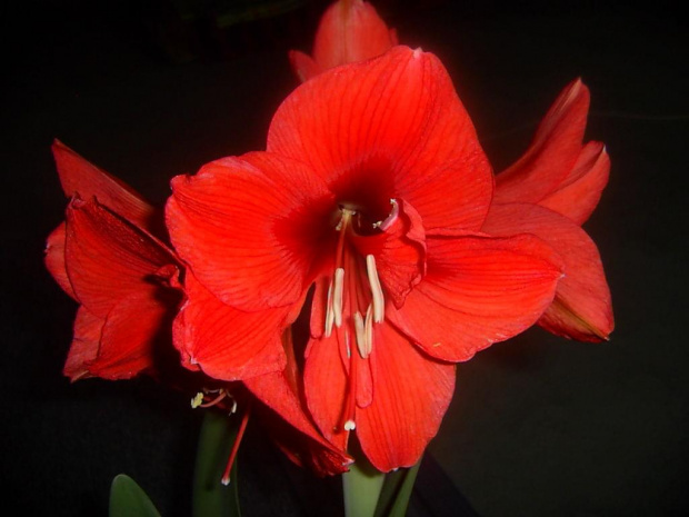 hippeastrum , powinno być czerwone 18.03.10