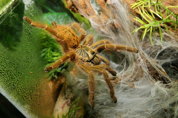 P. murinus L9