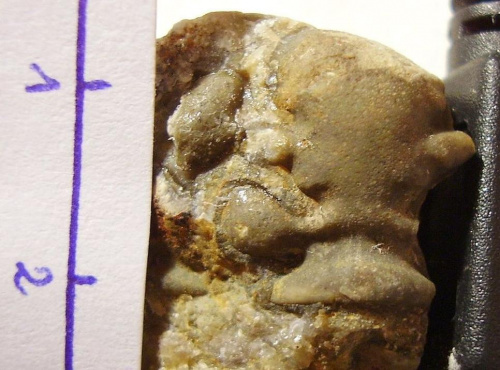Jest to fragment glabelli przypuszczalnie Calymene sp. Długość okazu - 1,5 cm . Wiek : dolny sylur – środkowy dewon . Data znalezienia : 2003 .