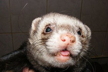 portrety, ząbki, nowy kocyk ) #fretka #zęby #Kubuś #Gapcio #kocyk