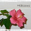 Hibiscus