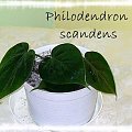 Philodendron