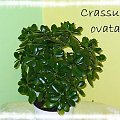 Crassula