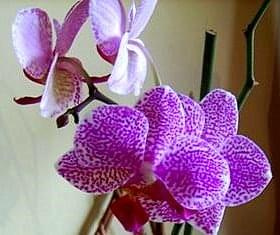 phalaenopsis