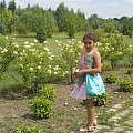 Arboretum Leśne-Syców