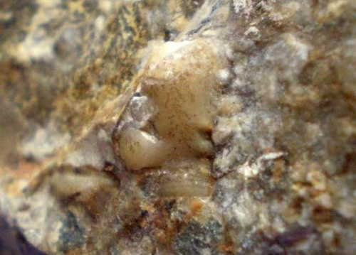 Jest to glabella trylobita chyba Calymene sp. , na pewno rodzina Calymenidae . Długość okazu - 1 cm . Wiek : dolny sylur – środkowy dewon ( dla Calymene sp. ) . Data znalezienia : 2005 .