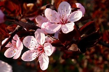 śliwowiśnia=) #kwiat #kwiatki #kwiaty #kwiatek #śliwowiśnia #śliwowiśnie #wiosna #Wiosna2010