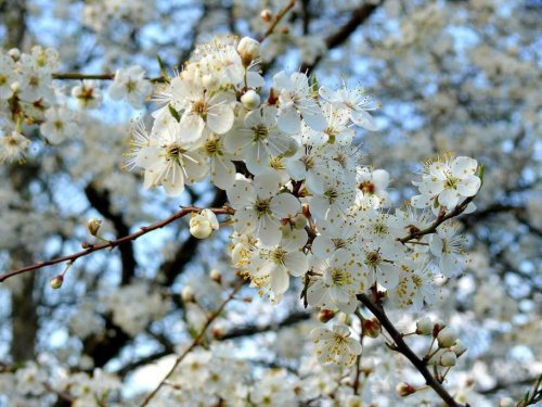 kwiaty mirabelki :) #wiśnia #kwiaty #kwiat #kwiatek #mirabelka #wiśnie #mirabelki #Wiosna2010 #wiosna