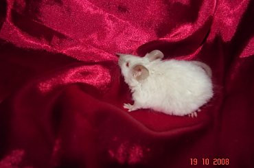 ALLYSKA i AMBERCIA #MyszyRasowe