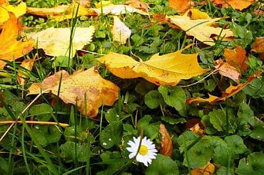 #kwiat #liście #ZłotaJesień #jesień