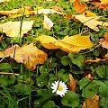 #kwiat #liście #ZłotaJesień #jesień