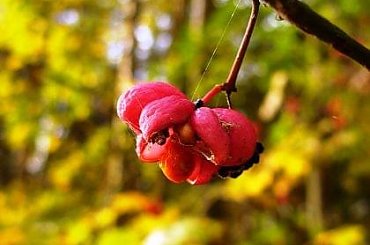 #jesień #przyroda #kolory #pajęczyna