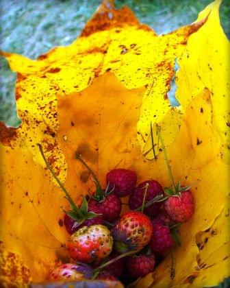 #liść #owoce #truskawki #maliny #jesień #pysznośći