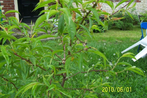 nasza brzoskwinka sadzona w 2009 roku w marcu i pierwsze jej owocki...