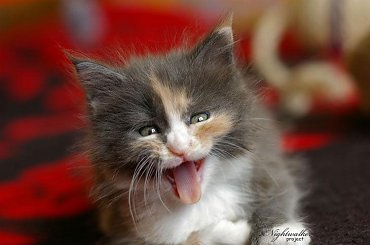 #KociętaMaineCoon #KotyMaineCoon #HodowlaMaineCoon #KotyRasowe #DomoweKotyRasowe #KotkiMaineCoon #SprzedażMaineCoon