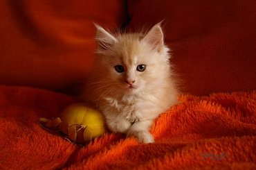 #KociętaMaineCoon #KotyMaineCoon #HodowlaMaineCoon #KotyRasowe #DomoweKotyRasowe #KotkiMaineCoon #SprzedażMaineCoon
