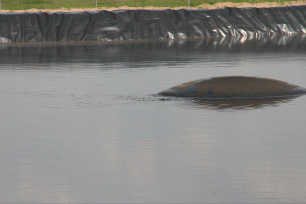 SENSACJA !!! Laguny w Budziakach są tak życiodajne, że pojawiły się wieloryby........ a tak poważnie, bardzo poważnie: uległo uszkodzeniu dno zbiornika i zawartość wsiąka w glebę i wody gruntowe. Ile nam jeszcze pozostało?